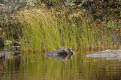 Rock and grass reflection, Boundary Waters Canoe Area Wilderness, Superior National Forest, Minnesota, USA