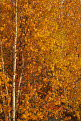 Aspen trees in autumn, Dempster Highway, Yukon, Canada