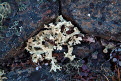 Lichen (Flavocetraria nivalis), near the Dempster Highway, Yukon, Canada