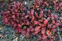 Red Bearberry (Arctostaphylos rubra) plants, Dempster Highway, Yukon, Canada