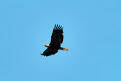 A Bald Eagle flies overhead, Teslin River, Yukon, Canada