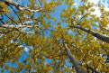Aspen trees in autumn colour by the Yukon River, Ericksons Woodcamp, Yukon, Canada
