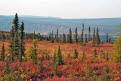 Autumn colour along the Dempster Highway, Yukon, Canada