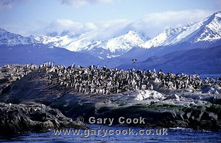 Cormorants, Beagle Channel, Tierra del Fuego, Argentina