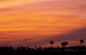 Sunset over the Yatay Palm Trees, El Palmar National Park, Argentina
