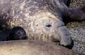Elephant Seals, Valdes Peninsula, Patagonia, Argentina