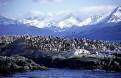 Cormorants, Beagle Channel, Tierra del Fuego, Argentina