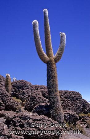 Cacti at Isla Pescado, Salar de Uyuni, Altiplano, Bolivia