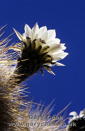 Cactus Flower, Bolivia