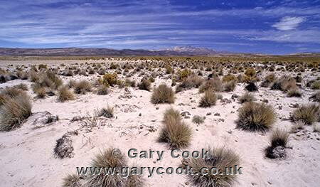 The Altiplano near Uyuni, Bolivia