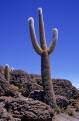 Cacti at Isla Pescado, Salar de Uyuni, Altiplano, Bolivia