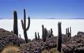 Cacti at Isla Pescado, and Salar de Uyuni, Bolivia