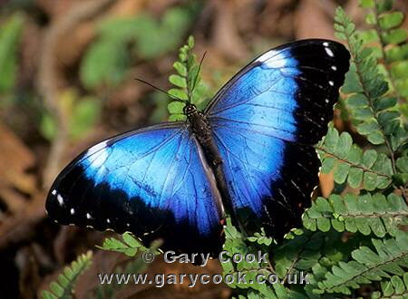 Blue butterfly, Serra dos Orgaos NP, Teresopolis, near Rio de Janeiro, Brazil