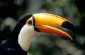 Toucan, Tropicana Bird Park, Foz do Iguacu, southern Brazil
