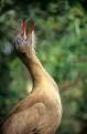 Red Legged Seriema Bird (Cariama cristata) calling, Tropicana Bird Park, Foz do Iguacu, southern Brazil
