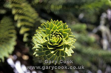 Araucaria / Pehuen trees (Monkey Puzzle), Cani Nature Reserve, near Pucon, Lake District, Chile