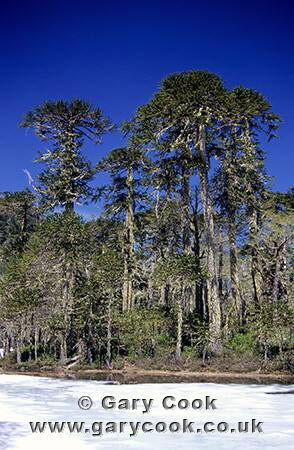 Araucaria / Pehuen trees (Monkey Puzzle), Cani Nature Reserve, near Pucon, Lake District, Chile