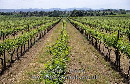 Domaine Oriental vineyards, Chile