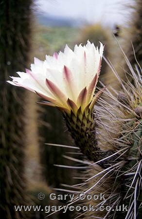Cactus flower in the desert, north of Santiago. Chile