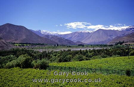 Vineyards of the Elqui Valley, Chile