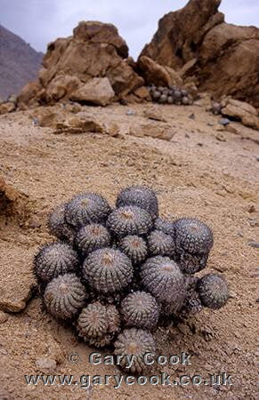 Cacti, copiapoa cinerescens, at Pan de Azucar National Park, Chile