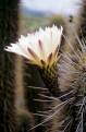 Cactus flower in the desert, north of Santiago. Chile