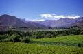 Vineyards of the Elqui Valley, Chile