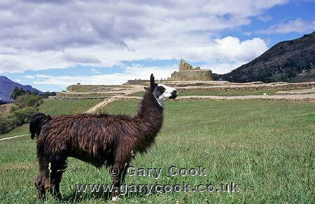 Llama at Inca ruins of Ingapirca, Ecuador