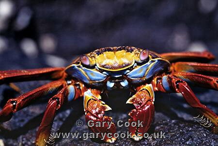 Sally Lightfoot Crab, Bartolome, Galapagos Islands, Ecuador
