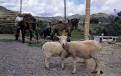 Sheep tied to a post, Ingapirca, Ecuador