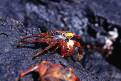 Sally Lightfoot Crab, Bartolome, Galapagos Islands, Ecuador