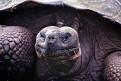 Giant Tortoise, Santa Cruz, Galapagos Islands, Ecuador