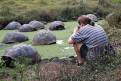Watching the Giant Tortoises, Santa Cruz, Galapagos Islands, Ecuador