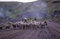 Herding sheep, Central Sierra, Ecuador