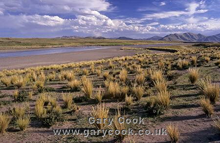 Grasslands of the Altiplano near Lake Titicaca, Peru