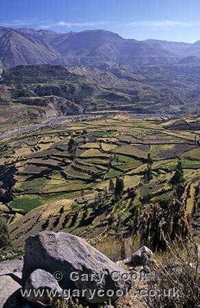 Terracing at Colca Canyon, Peru