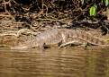 Crocodile, Los Llanos, Venezuela
